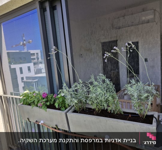 עציצים עם צמחים על מרפסת בבניין מגורים